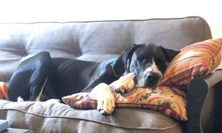 Home - The Mid-Atlantic Great Dane Rescue League, Inc.