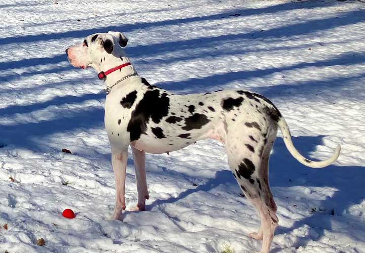 Great Dane looking for a forever home